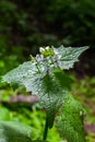 Garlic mustard flowers Alliaria petiolata close up. Alliaria petiolata, or garlic mustard, is a biennial flowering plant in the