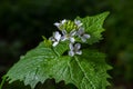 Garlic mustard flowers Alliaria petiolata close up. Alliaria petiolata, or garlic mustard, is a biennial flowering plant in the