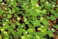 wild Garlic Mustard on forest floor in Spring Royalty Free Stock Photo