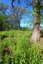 Garlic Mustard in Oak Forest Royalty Free Stock Photo