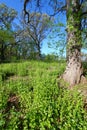 Garlic Mustard in Oak Forest