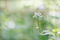 Garlic Mustard White Flower CloseUp Royalty Free Stock Photo