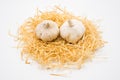 Garlic on the nest with isolated white background shooting in studio