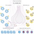 Garlic nutrition facts and health benefits infographic