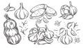 Garlic outline drawn monochrome icon