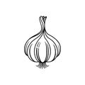 Garlic bulb black and white illustration