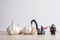 Garlic peeling concept. Illustrative editorial. September 02, 2021