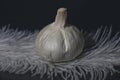 garlic is a perennial herb with a pungent odor