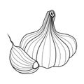 Garlic is a perennial herbaceous plant used as a seasoning in various dishes.