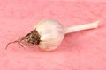 Garlic on pink background food concept Royalty Free Stock Photo