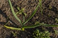 Garlic plant in brown soil in sunny spring evening Royalty Free Stock Photo