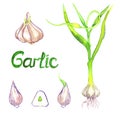 Garlic plant, garlic bulb, clove and cut slice
