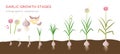 Garlic plant growign stages from deeds, garlic sets to ripe garlic - set of botanical detailed infographic elements