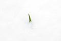 Garlic plant or sprout into the snow, winter hardy and perennial