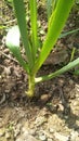 Garlic plant vegetable plant With long leaves