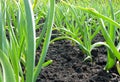 Garlic plantation Royalty Free Stock Photo