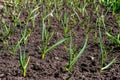 Garlic Plantation. Green young garlic stalks.