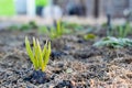 Garlic planted in the fall in the garden grew in the spring, close-up. Garden bed in early spring with the first sprouts