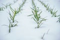 Garlic planted in a row on a bed under the snow. Green garlic leaves. Fragrant garlic in the country