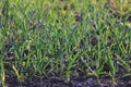 Garlic planted in a row on a garden bed.