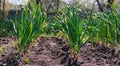 Garlic planted in a row on a garden bed. Green garlic leaves. Fragrant garlic in the country.