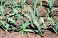 Garlic Plants Crop Agriculture Field Royalty Free Stock Photo