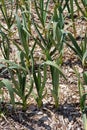 Garlic Plants In A Garden Royalty Free Stock Photo