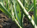 Garlic Plants on a Ground Royalty Free Stock Photo