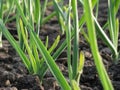 Garlic Plants on a Ground Royalty Free Stock Photo