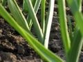 Garlic Plants on a Ground Royalty Free Stock Photo