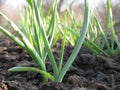 Garlic Plants on a Ground