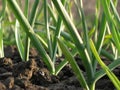 Garlic Plants on a Ground Royalty Free Stock Photo