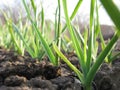 Garlic Plants on a Ground Royalty Free Stock Photo