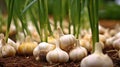 Garlic plants growing in the vegetable garden. Generative AI