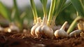 Garlic plants growing in the vegetable garden. Generative AI