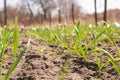 Garlic plants rising on a ground early spring photo. Closeup Royalty Free Stock Photo