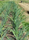 Garlic plants in rows in the garden Royalty Free Stock Photo