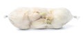 Garlic in plastic net packaging on a white isolated background. Royalty Free Stock Photo