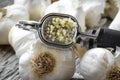 Garlic Press and Garlic Bulb Close Up