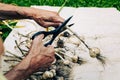 Garlic pruning with scissors