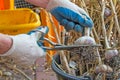 Garlic pruning with scissors