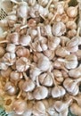 Garlic is rich in benefits Royalty Free Stock Photo