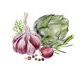 Garlic rosemary artichoke dill peppercorns composition watercolor painting isolated on white background