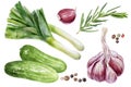 Garlic rosemary cucumbers leek peppercorns set watercolor painting isolated on white background