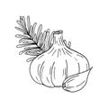 Garlic and rosemary. icon, label, menu. sketch hand drawn doodle. monochrome minimalism. food, spice