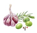 Garlic rosemary olives peppercorns composition watercolor painting isolated on white background