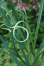 Garlic scape Royalty Free Stock Photo