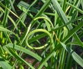 Garlic scape stalk curls on the garlic plant as it grows. Royalty Free Stock Photo