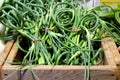 Garlic scapes (green garlic tops) at the farmer's market