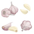 Garlic set. Cartoon flat style of fresh farm market organic product. Whole garlic bulbs and peeled cloves. Group and single. Isola Royalty Free Stock Photo